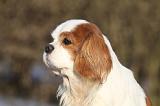 CAVALIER KING CHARLES 371